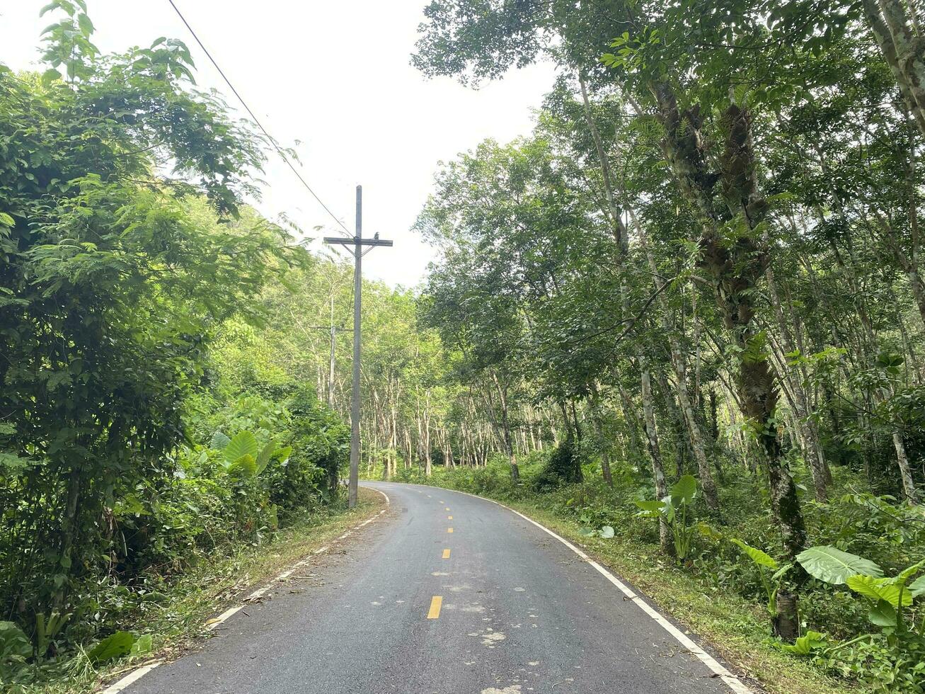 strada asfalto nel il foresta natura campagna di Tailandia, strada ambiente alto voltaggio elettrico pol. albero giungla viaggio verde paesaggio. strada modo autostrada concetto Visualizza viaggio isola naturale. foto