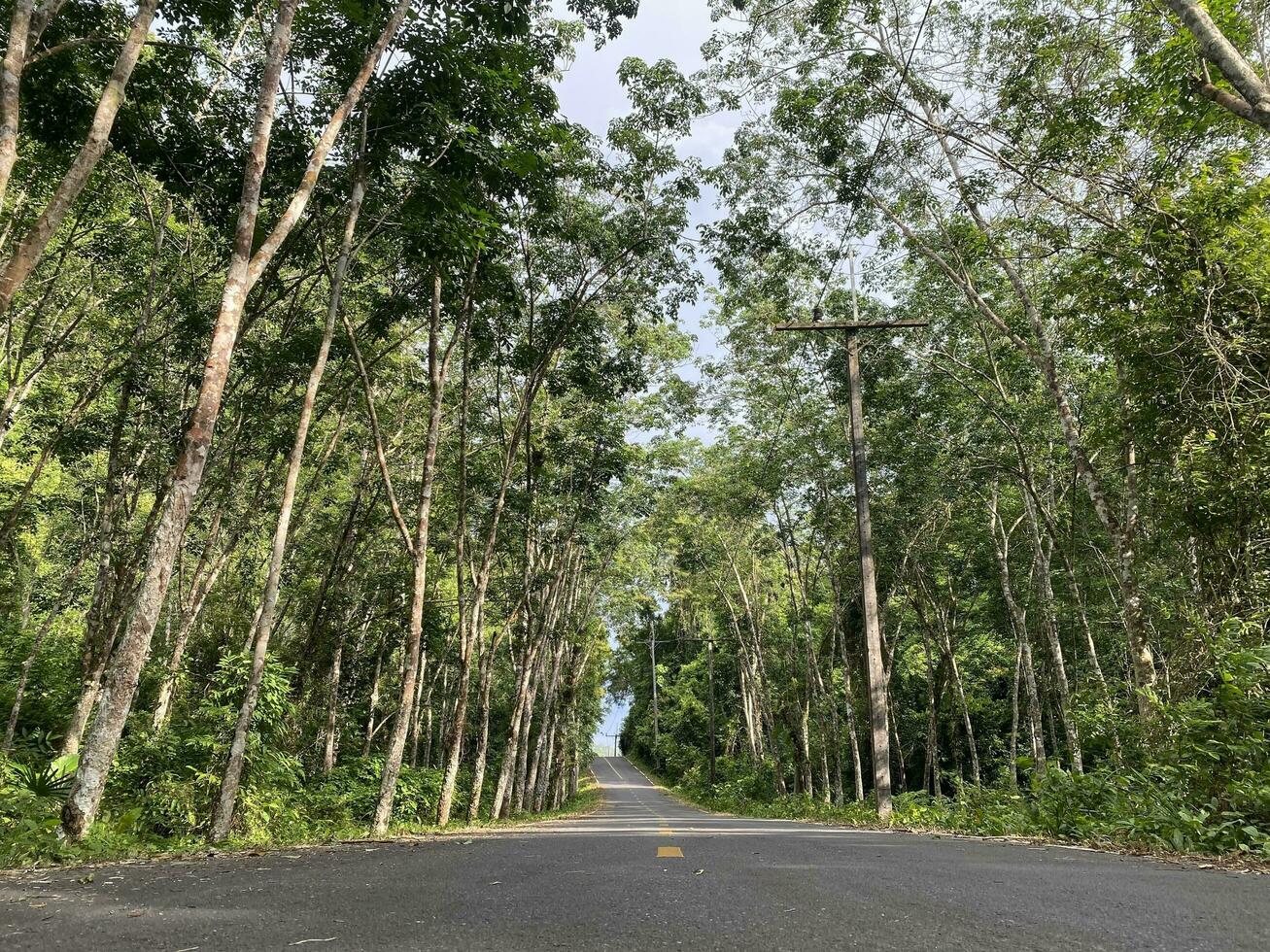 strada asfalto nel il foresta natura campagna di Tailandia, strada ambiente alto voltaggio elettrico pol. albero giungla viaggio verde paesaggio. strada modo autostrada concetto Visualizza viaggio isola naturale. foto