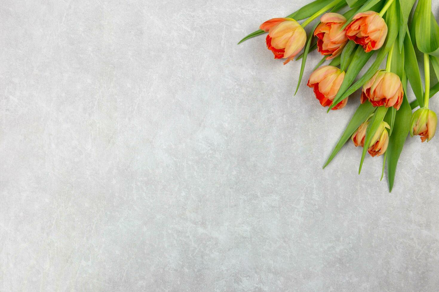 arancia tulipani fiori su leggero grigio calcestruzzo sfondo. San Valentino, Da donna, madri giorno, Pasqua, compleanno o nozze primavera vacanza piatto posizione. superiore Visualizza. copia spazio. foto