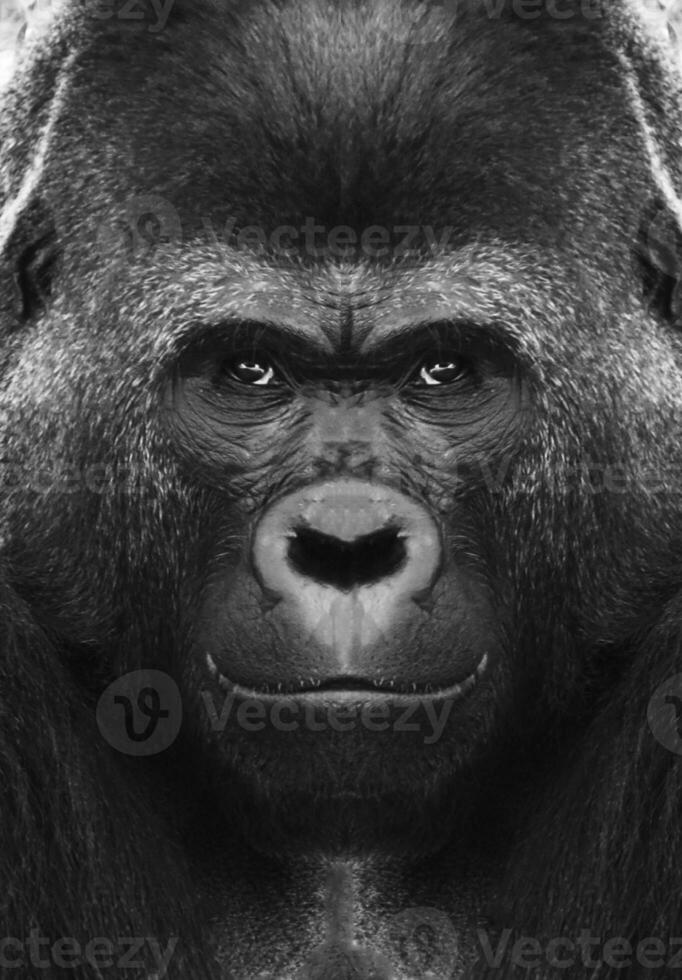 un' bellissimo nero e bianca ritratto di un' scimmia a vicino gamma quello sembra a il telecamera. gorilla foto