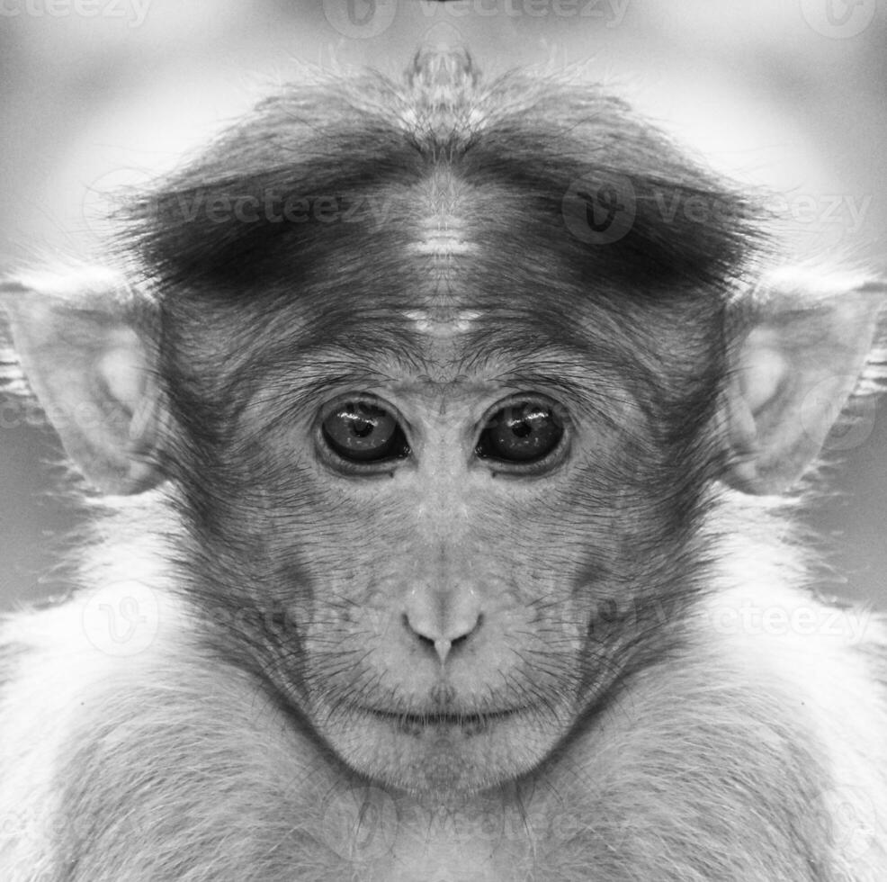 un' bellissimo nero e bianca ritratto di un' scimmia a vicino gamma quello sembra a il telecamera. macaca. foto