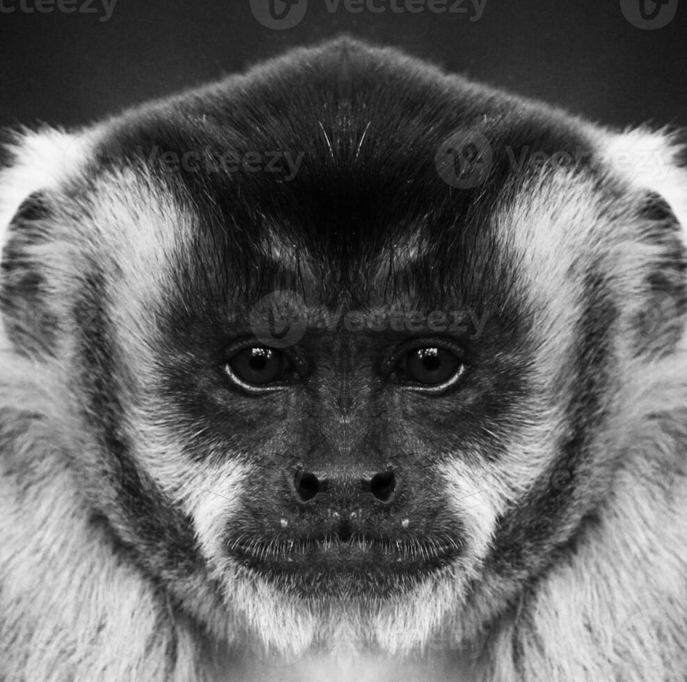 un' bellissimo nero e bianca ritratto di un' scimmia a vicino gamma quello sembra a il telecamera foto
