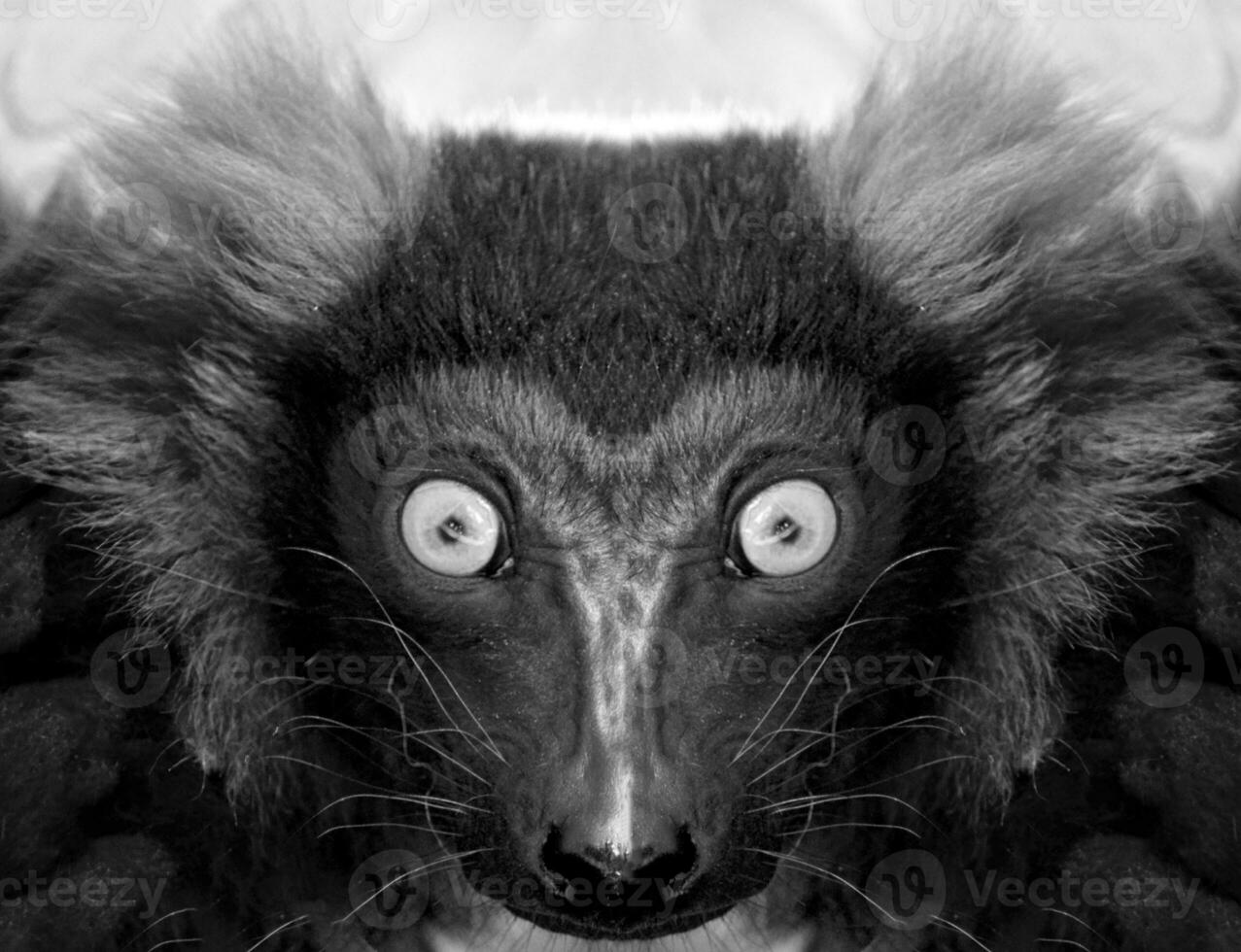 un' bellissimo nero e bianca ritratto di un' scimmia a vicino gamma quello sembra a il telecamera. lemure. foto