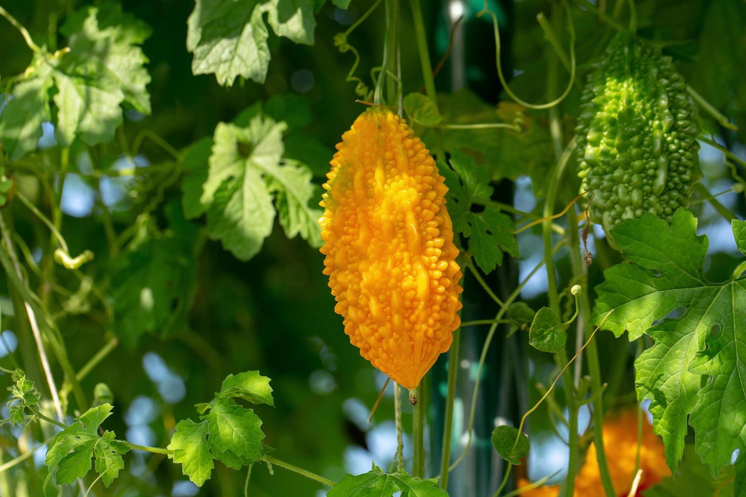 melone amaro zucca amara o piante appese di zucca amara in una fattoria foto