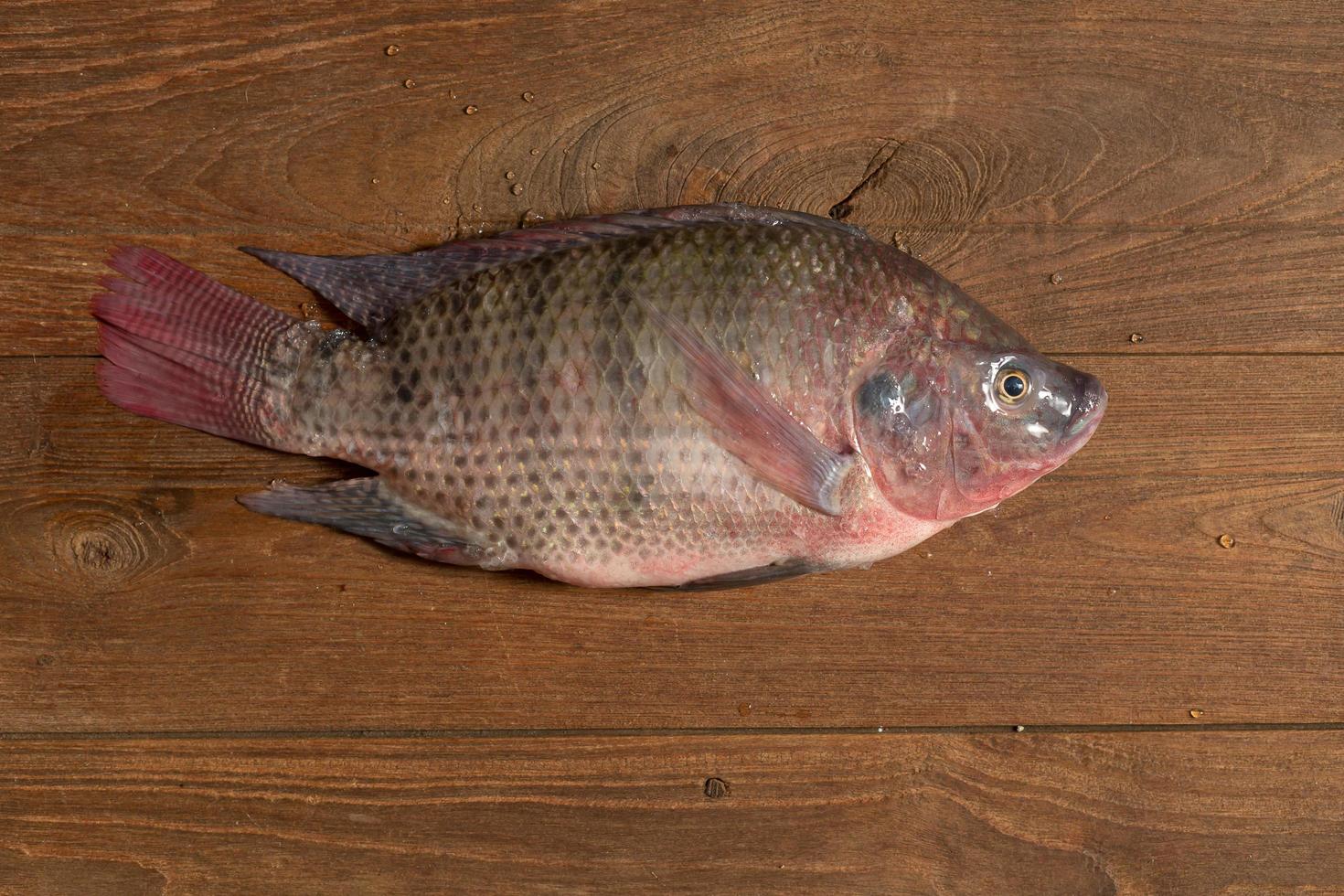 Tilapia del Nilo fresco pesce mango pesce nilotica su ghiaccio e fondo in legno wooden foto