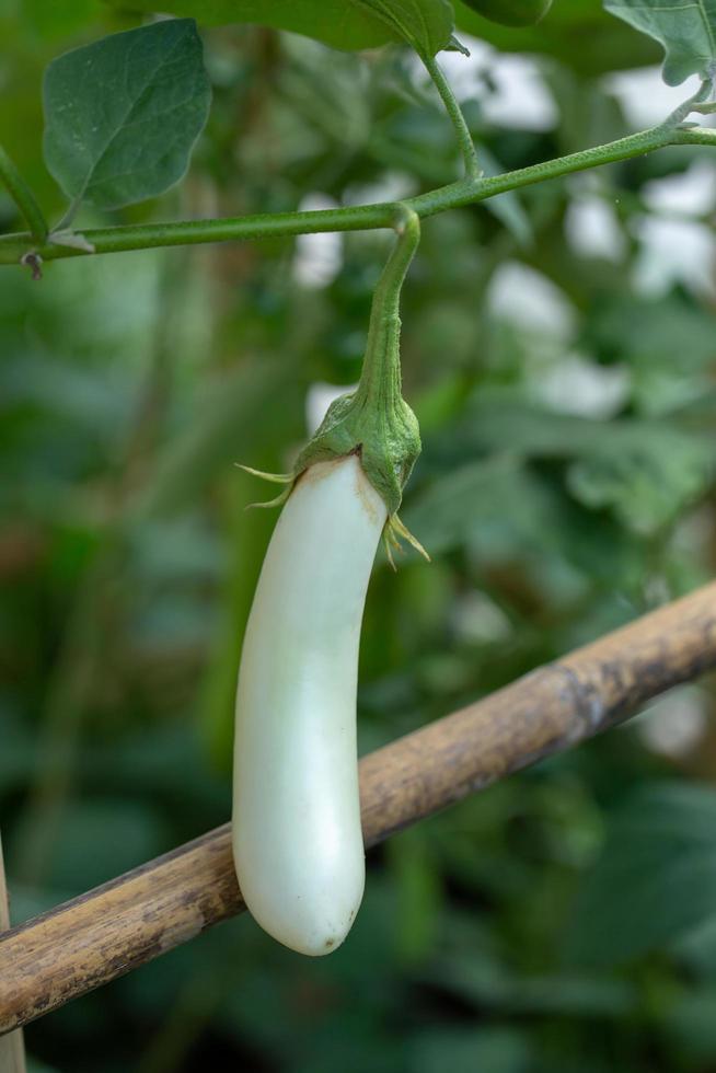 melanzane fresche bio melanzane foto