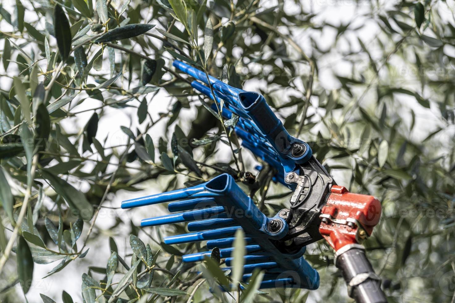 attrezzo per la raccolta delle olive su colonna foto