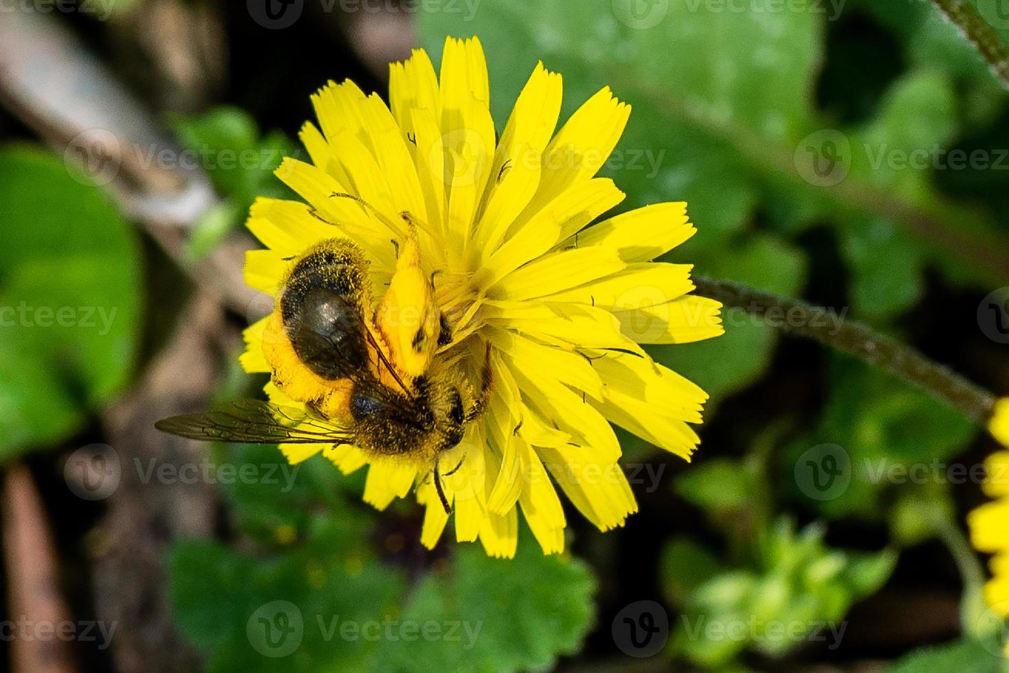 ape sul fiore foto