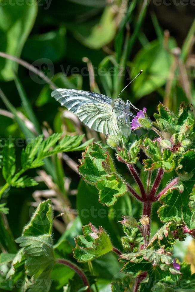 farfalla sul fiore foto