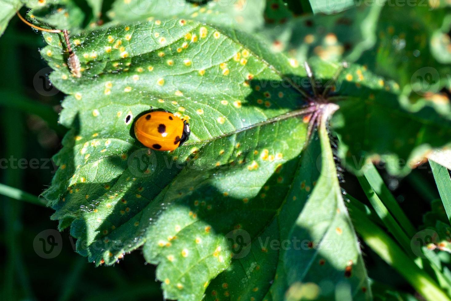 la coccinella arancione foto