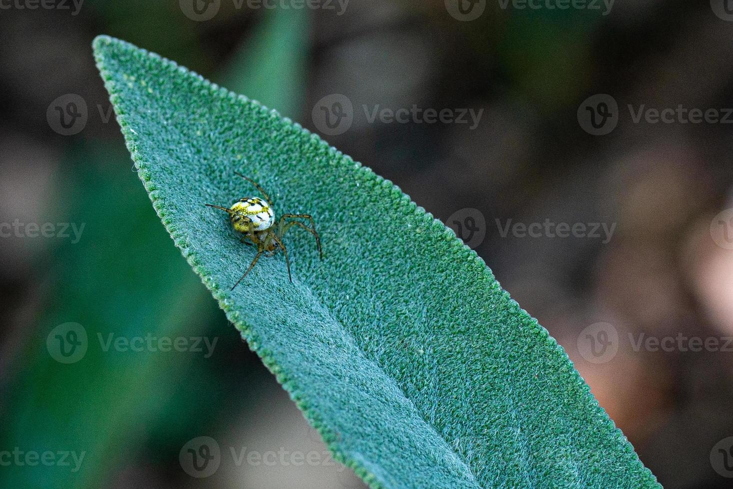 neoscona adianta su foglia di salvia al sole foto