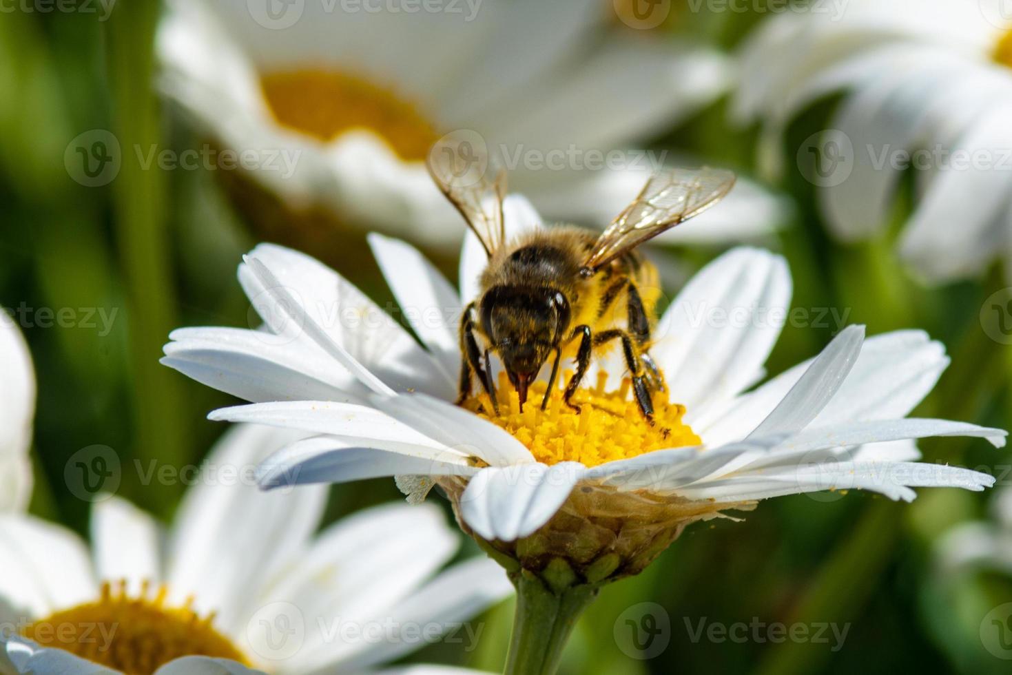 macro di un'ape al lavoro foto