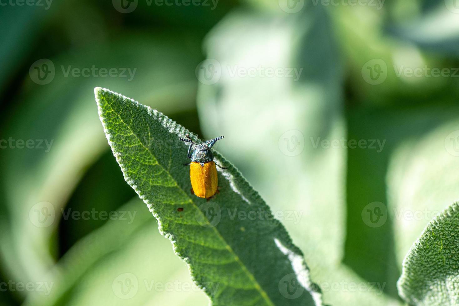 clytra quadripunctata su foglia di salvia foto