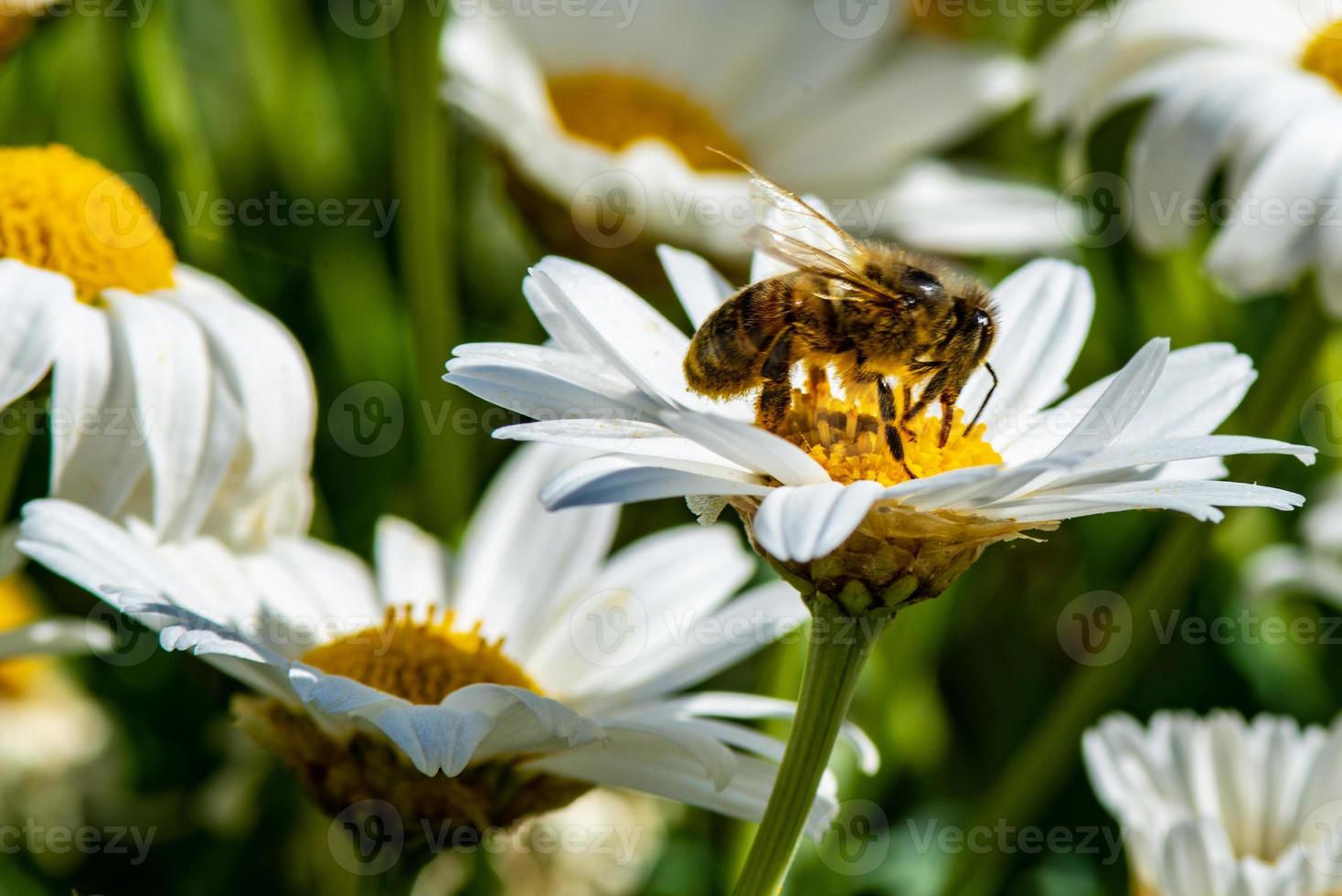 macro di un'ape foto