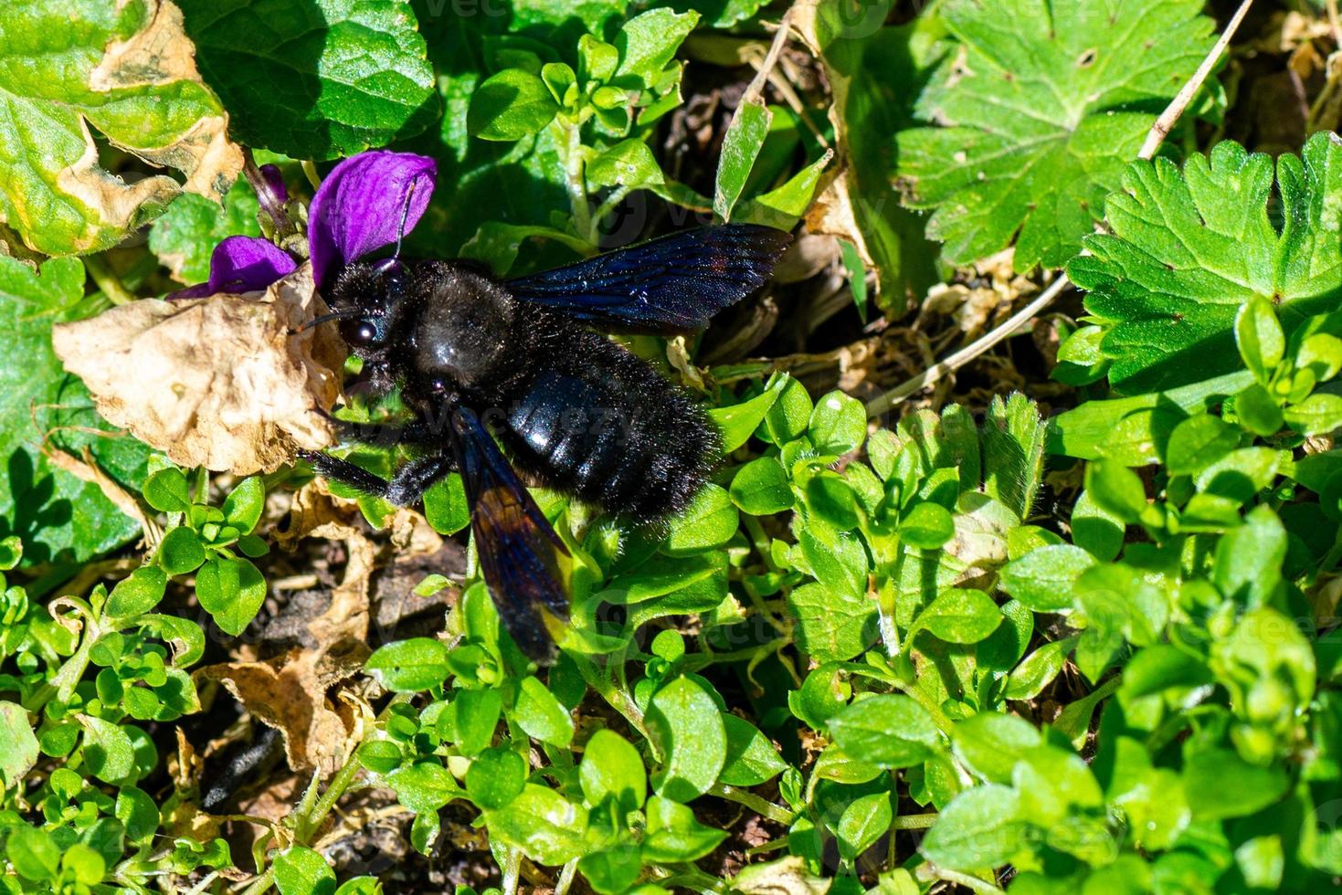 la xylocopa violacea foto