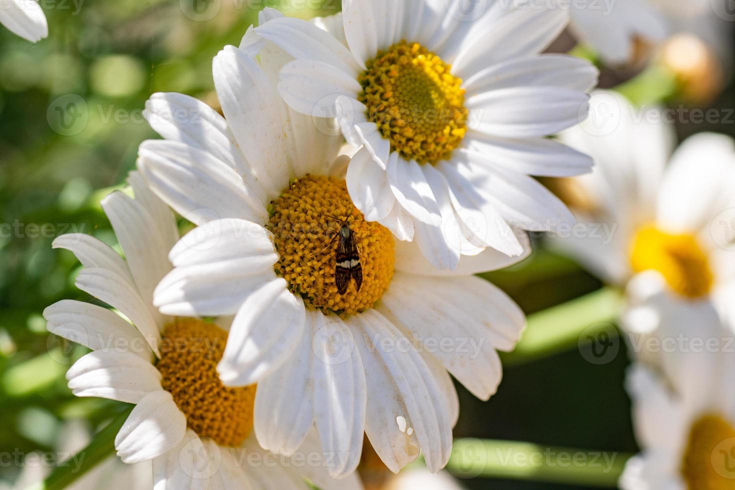 innestato su fiore foto