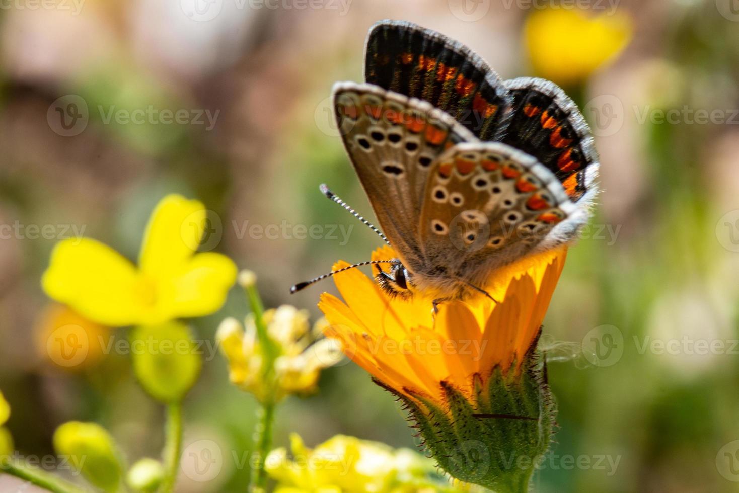 la macro farfalla foto