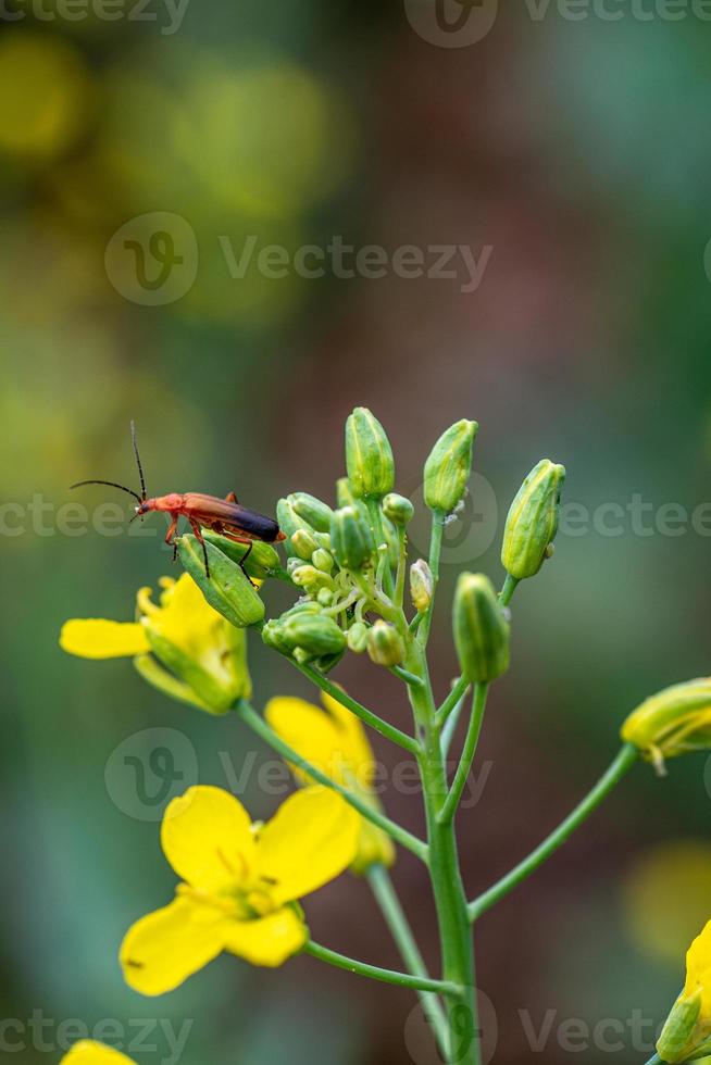 rhagonycha fulva su fiore giallo foto