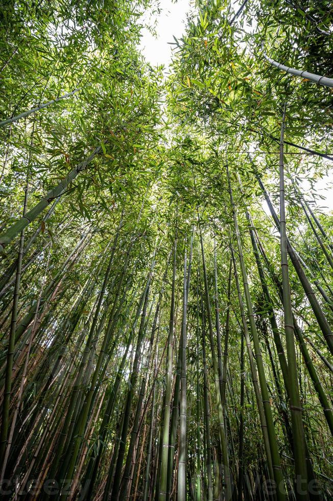 canne di bambù viste dal basso foto