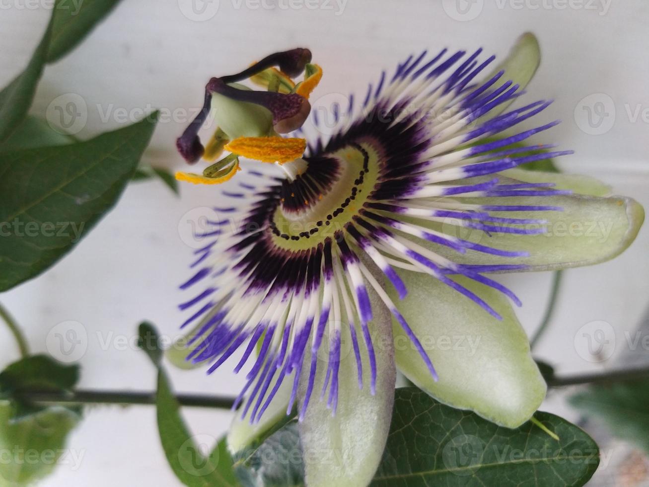 fiore della passione aperto di colore viola foto