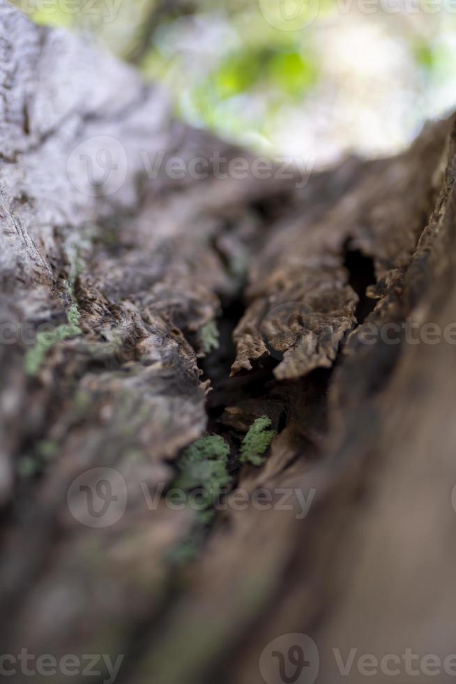 corteccia di un albero in inverno foto