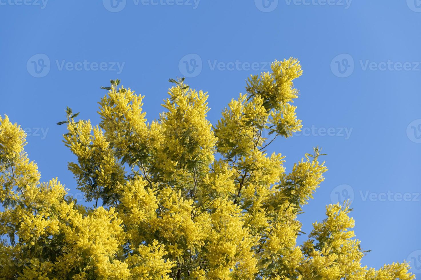 pianta di mimosa dal colore giallo intenso foto