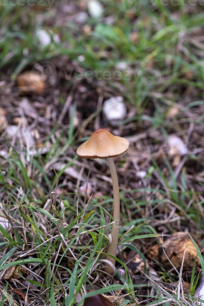 famiglia di funghi selvatici nata in un bosco foto