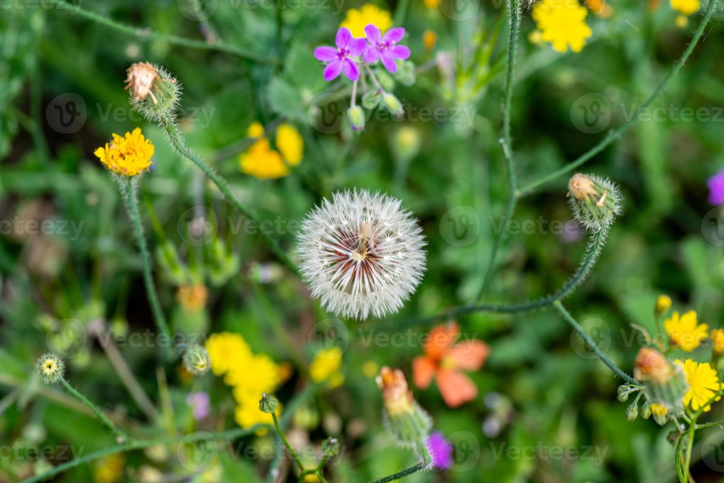 tarasacco tra i fiori foto