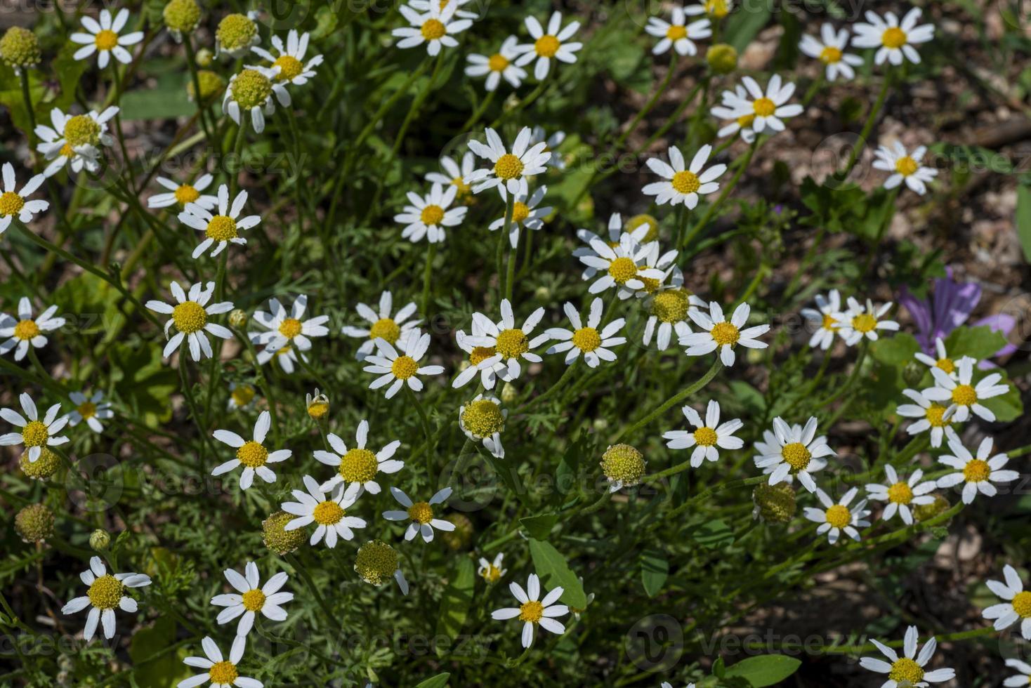 fiori di margherita per l'uso della camomilla foto