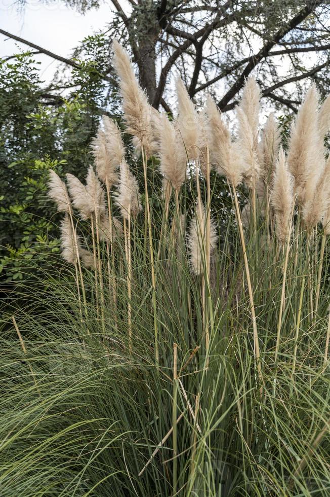 pianta della pampa con le sue piume foto