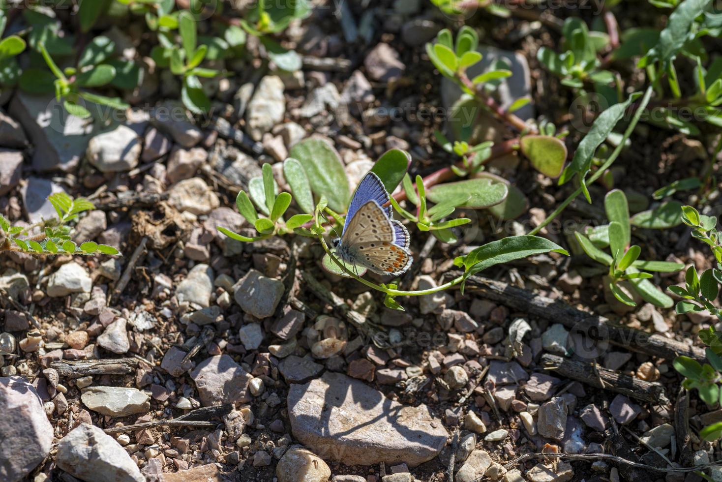 Polymmatus iacarus farfalla appoggiata a terra foto