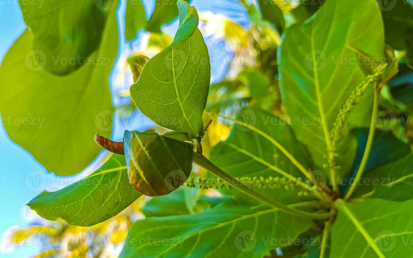 noccioline semi su tropicale albero terminalia catappa mare mandorla Messico. foto