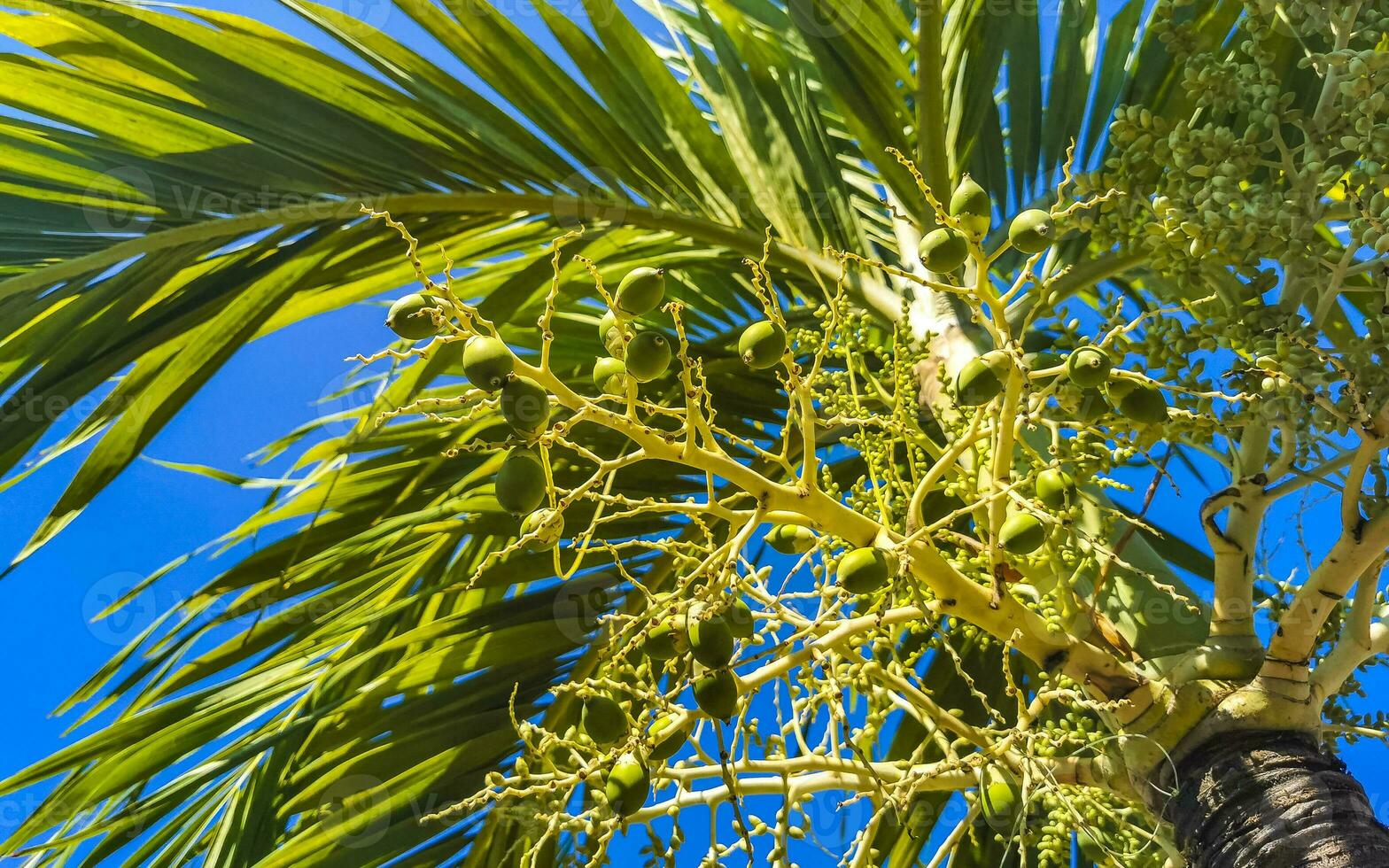 tropicale naturale palma albero palma date blu cielo Messico. foto