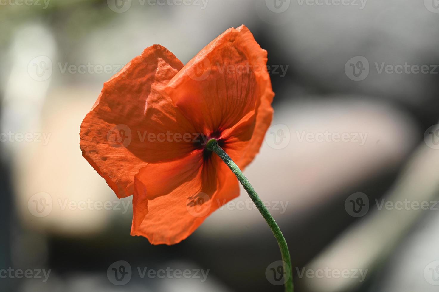 fiore di papavero illuminato dal sole foto