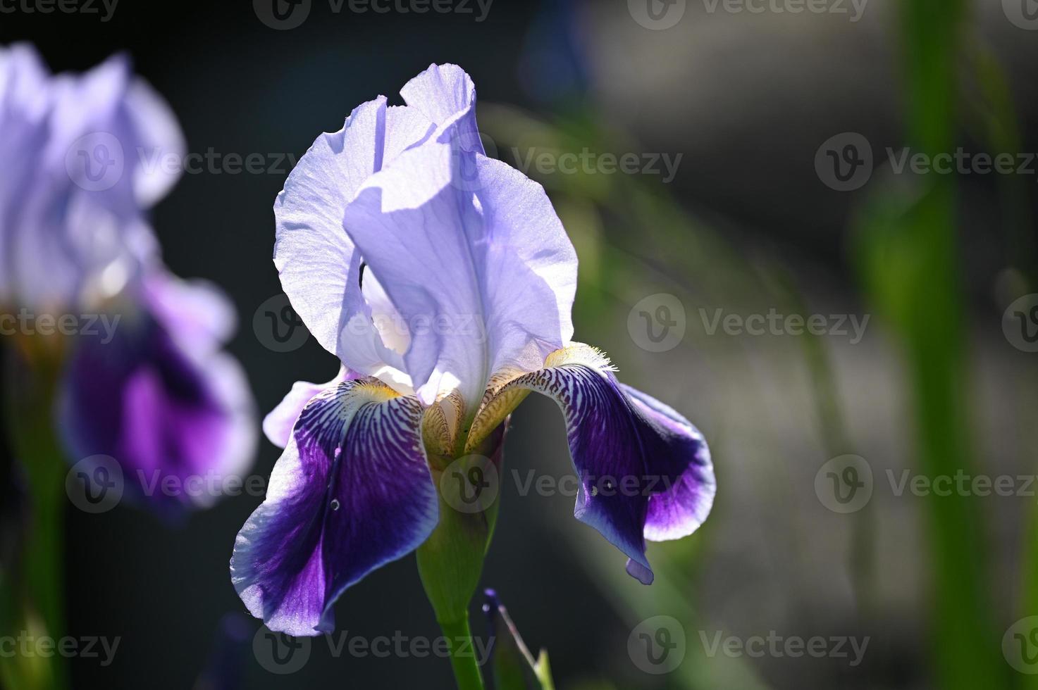 iris bluastro foto