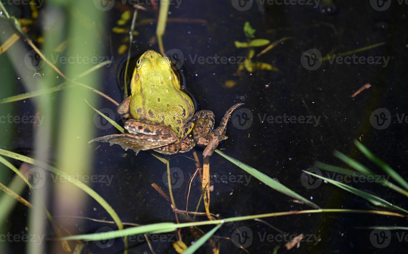 grande rana verde foto