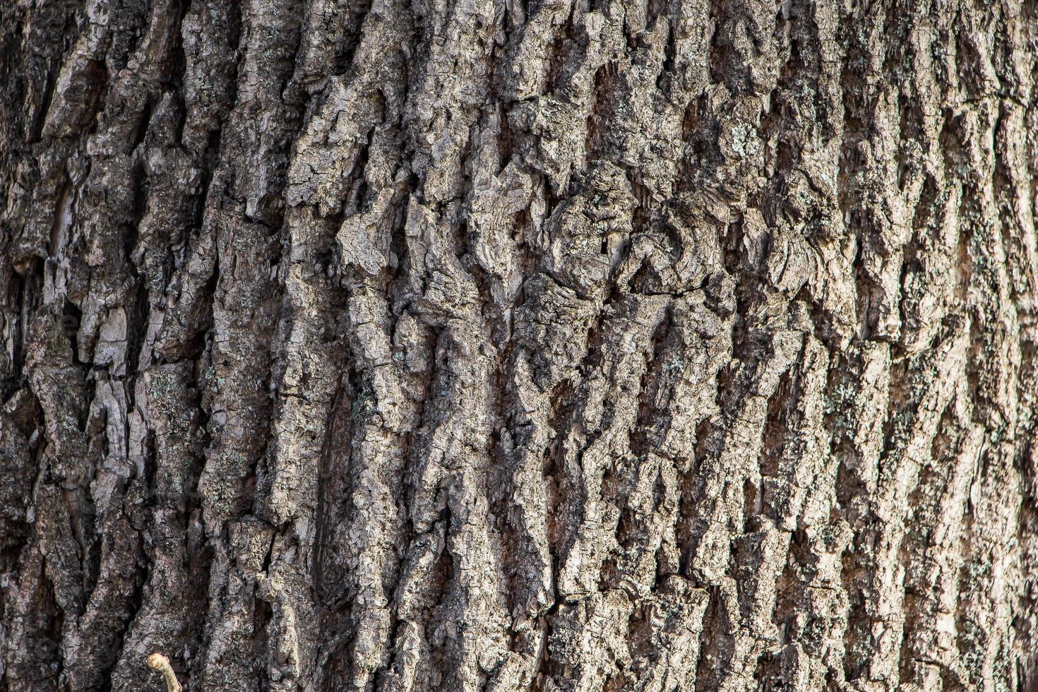 sfondo di corteccia d'albero marrone naturale foto