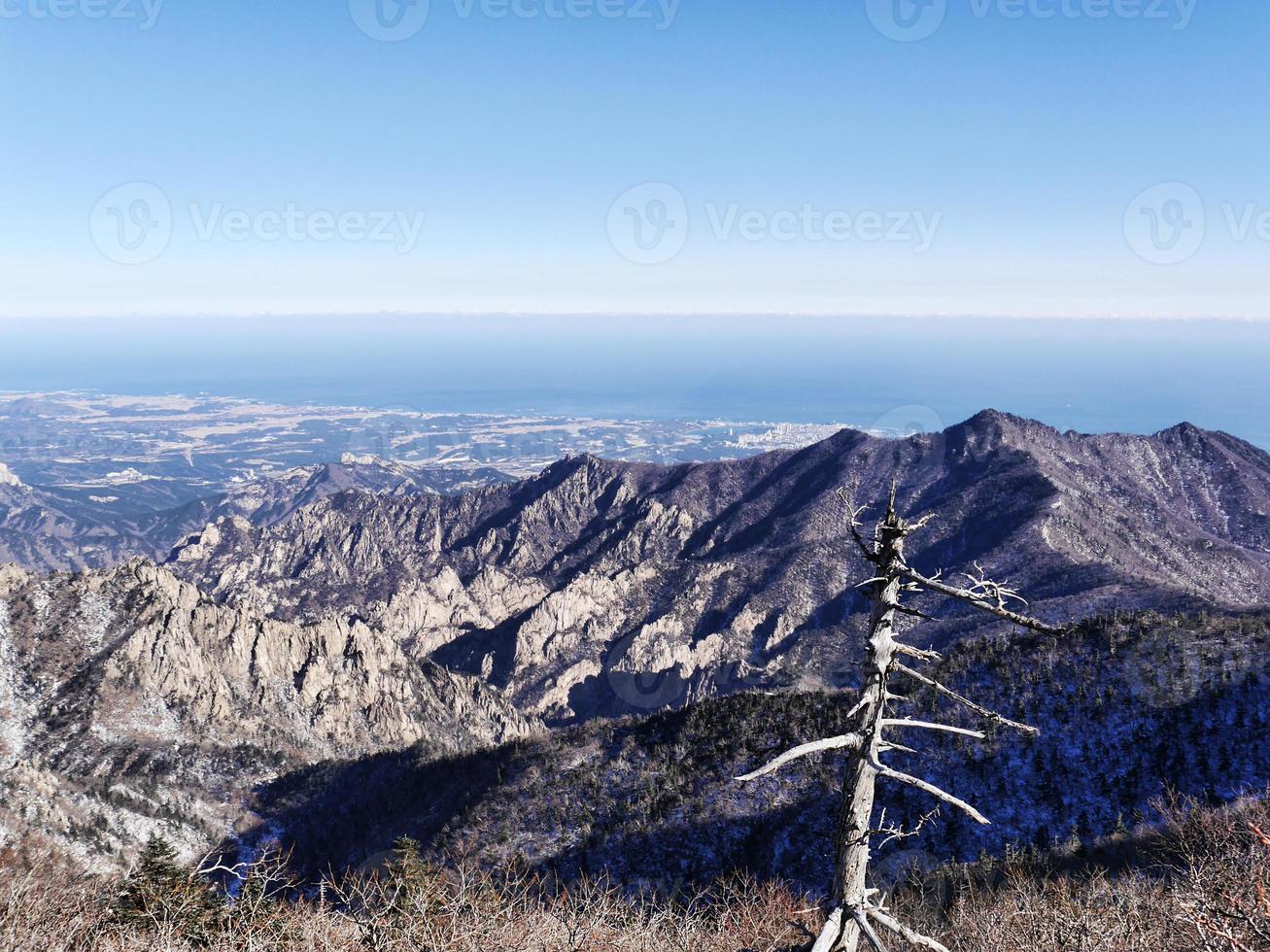 il vecchio albero sulla vetta e la bellissima vista sulle montagne seoraksan. Corea del Sud foto