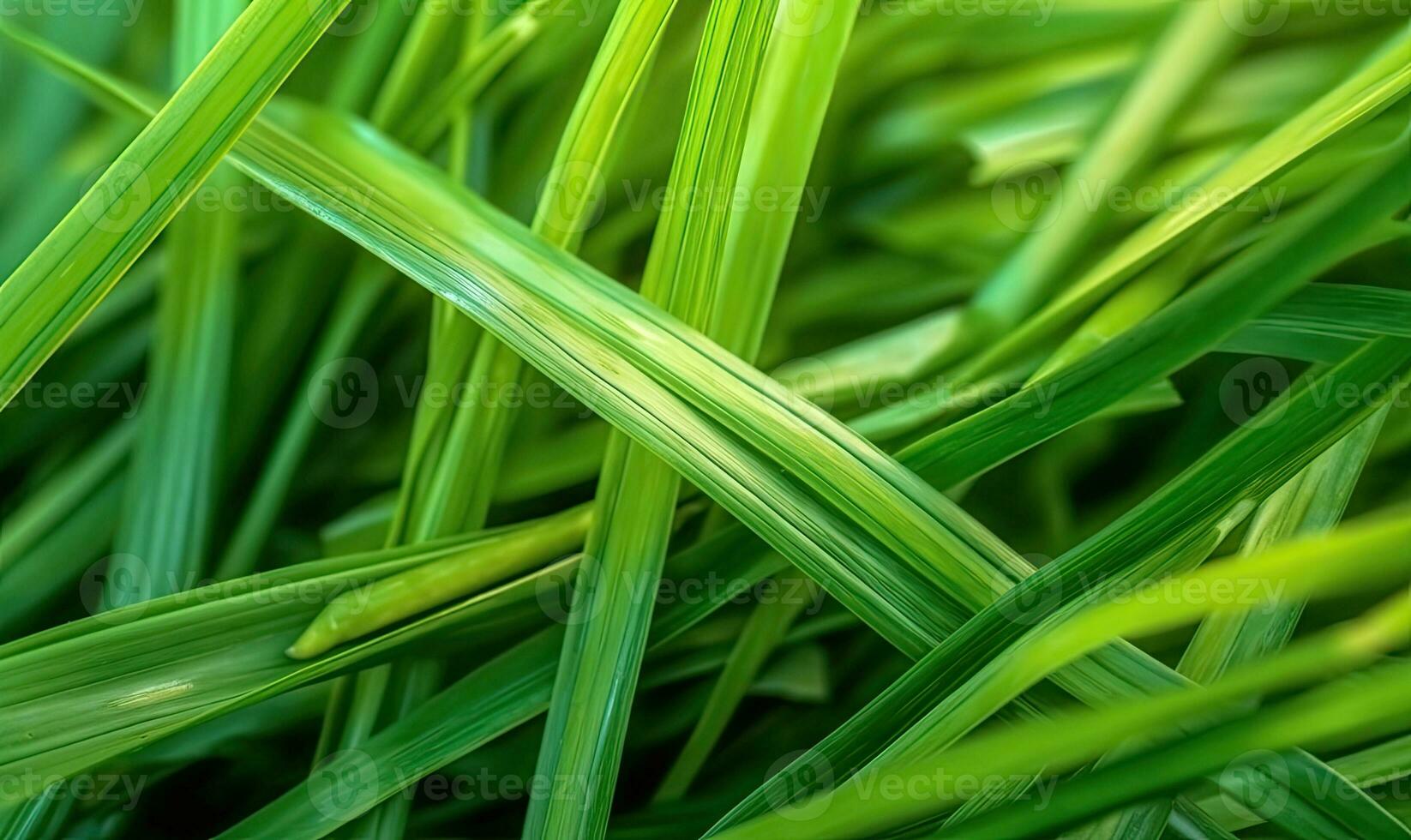 fresco lussureggiante verde erba su prato con gocce di acqua rugiada. avvicinamento macro. generativo ai utensili foto