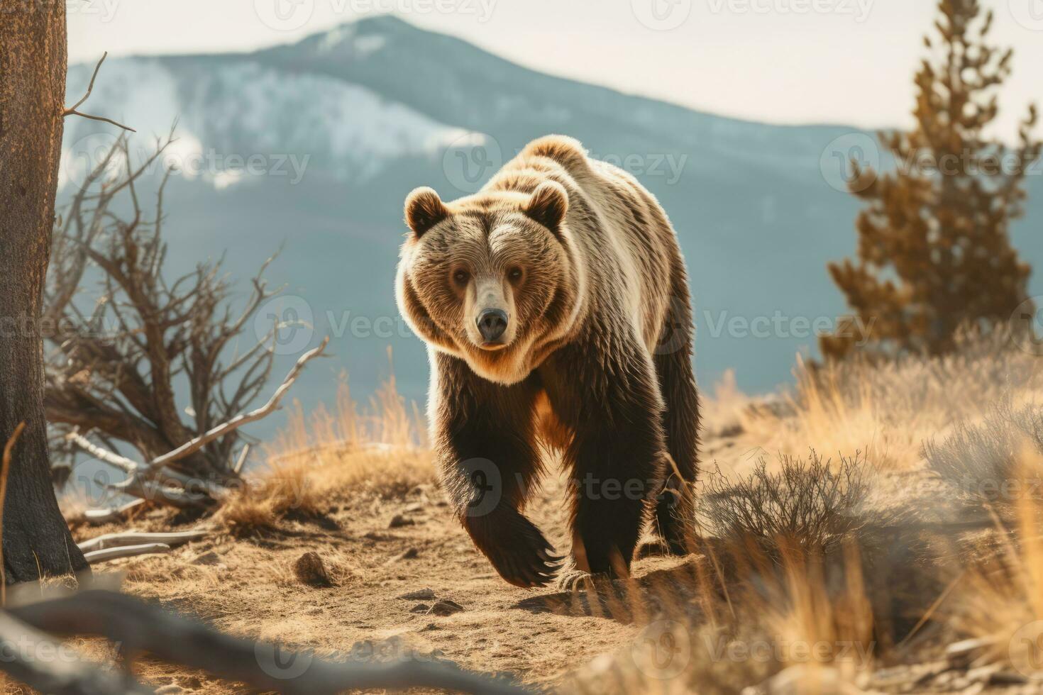 orso nel natura, nazionale geografia, largo vita animali. ai generato. foto