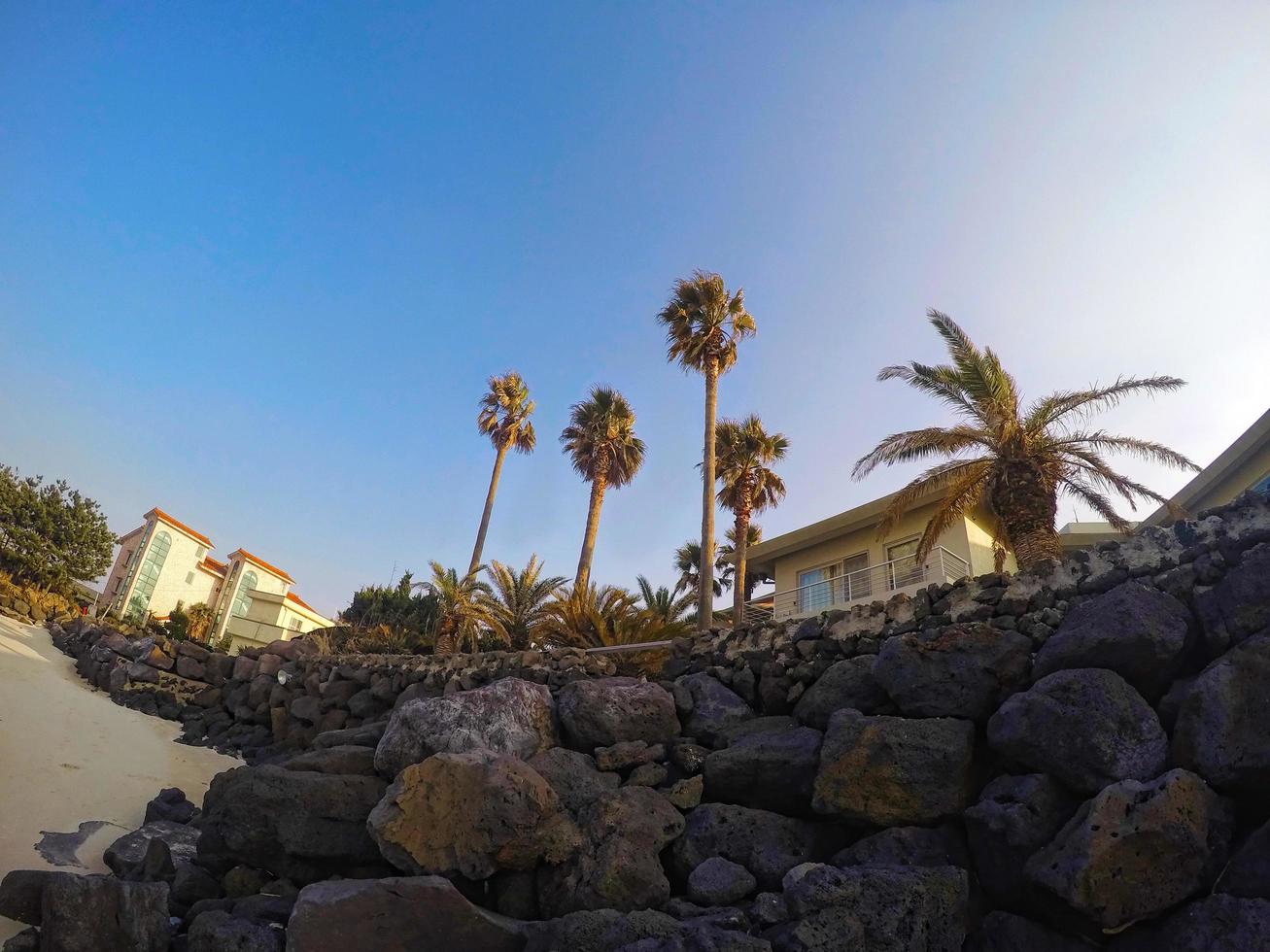 alte palme sulla spiaggia della città di pyoseon nell'isola di jeju, corea del sud foto