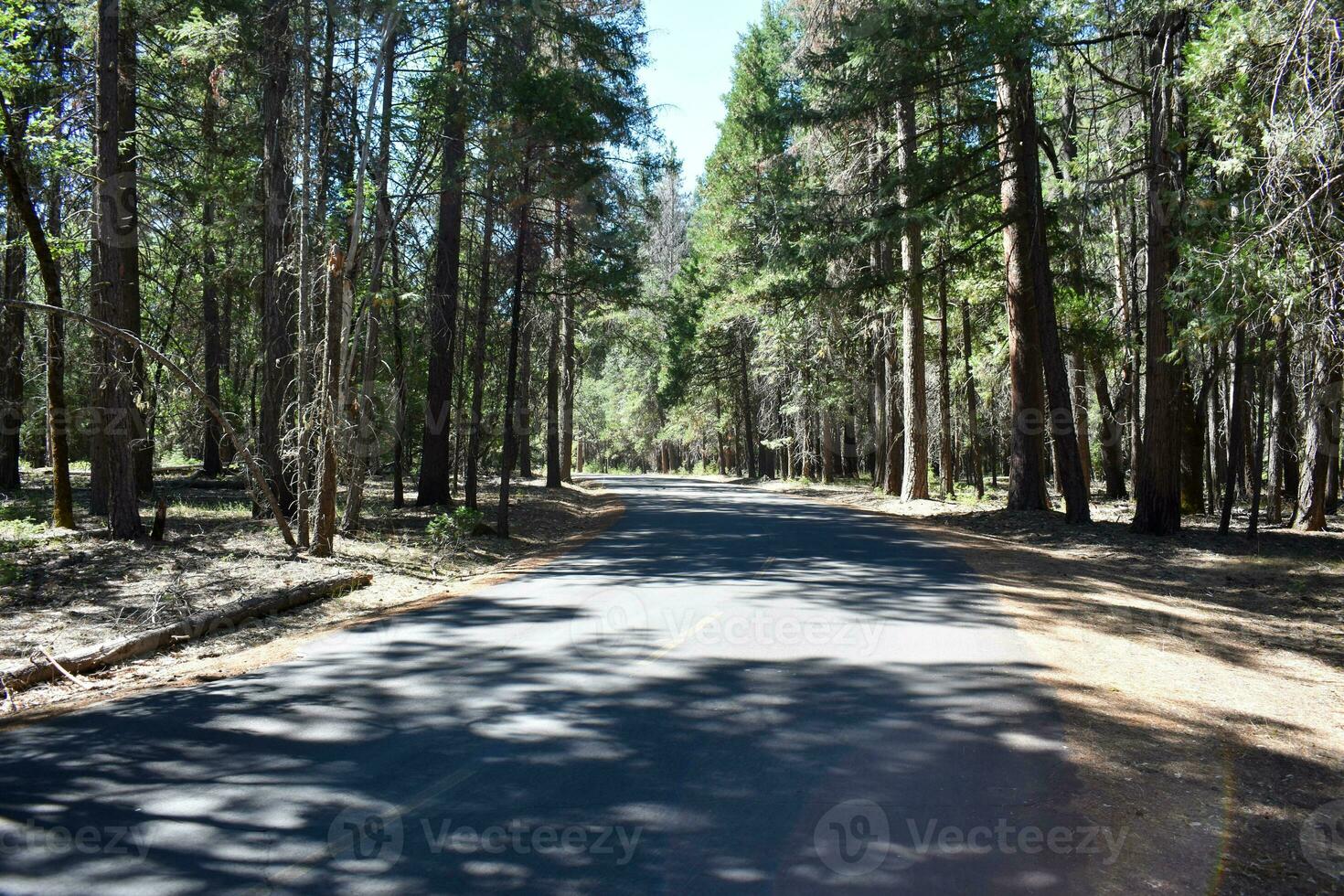 rustico strade e percorsi nel foresta foto