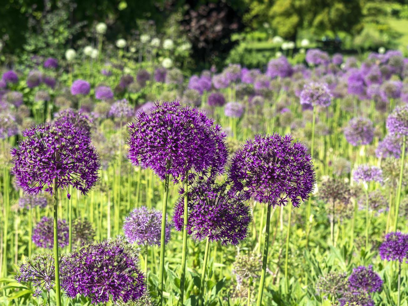 allium viola che fiorisce in un giardino estivo foto