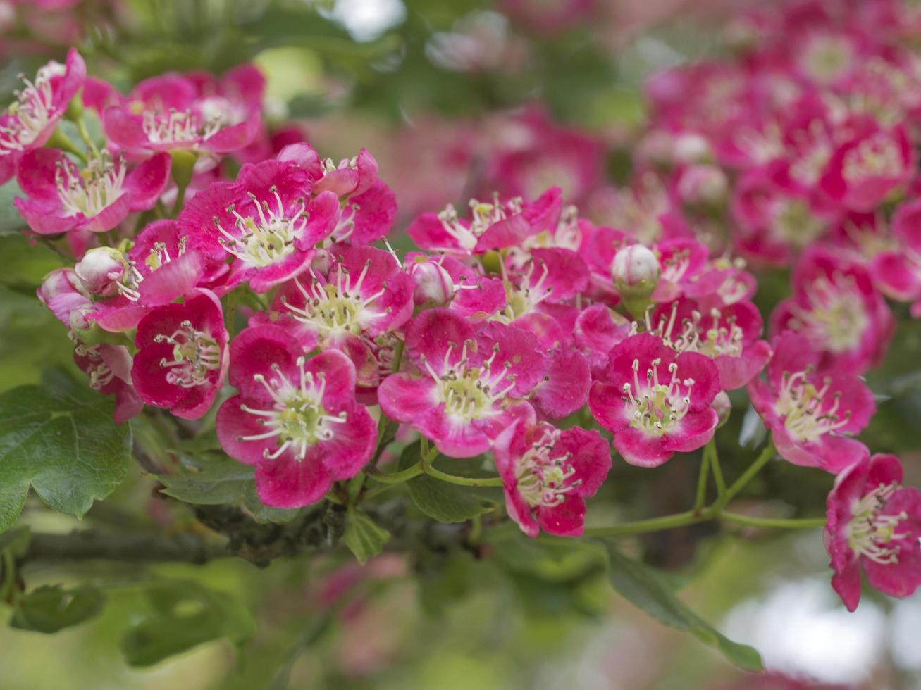 fiore rosa su un albero di biancospino ornamentale foto