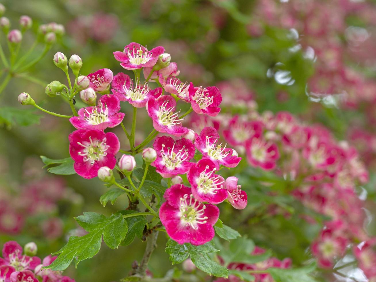 fiore rosa su un albero di biancospino ornamentale foto