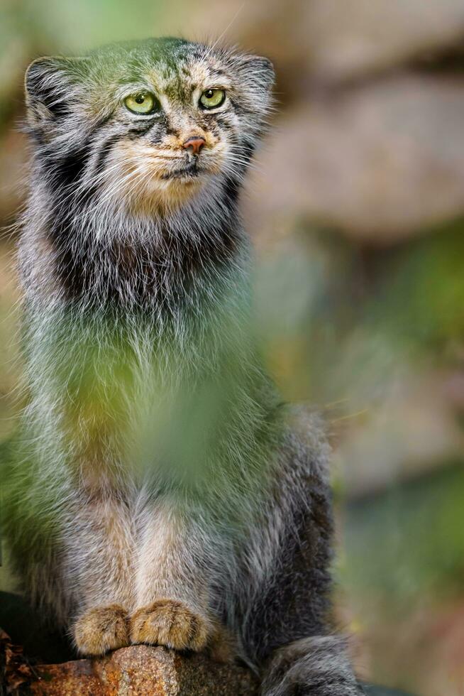 ritratto di manul nel zoo foto