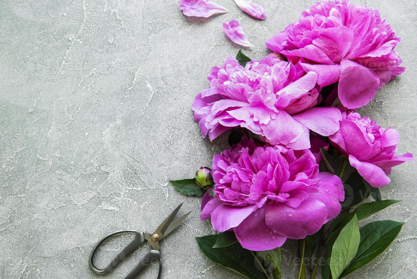 fiori di peonia su uno sfondo grigio cemento foto