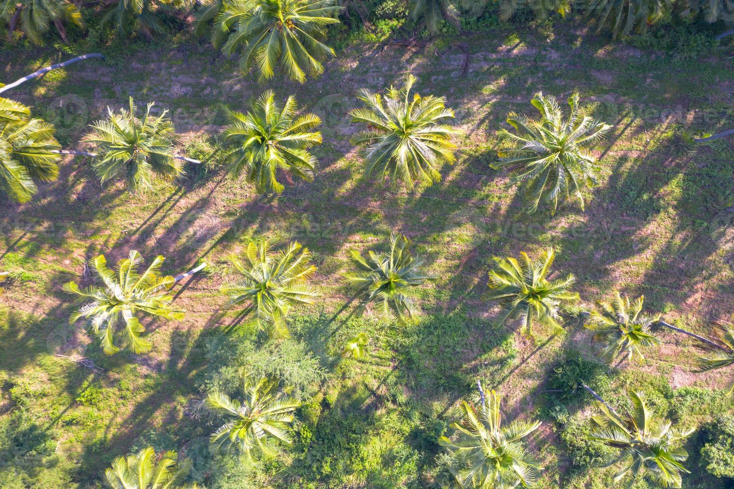 piantagione di cocco campo verde agricoltura industria agricoltura in thailandia foto