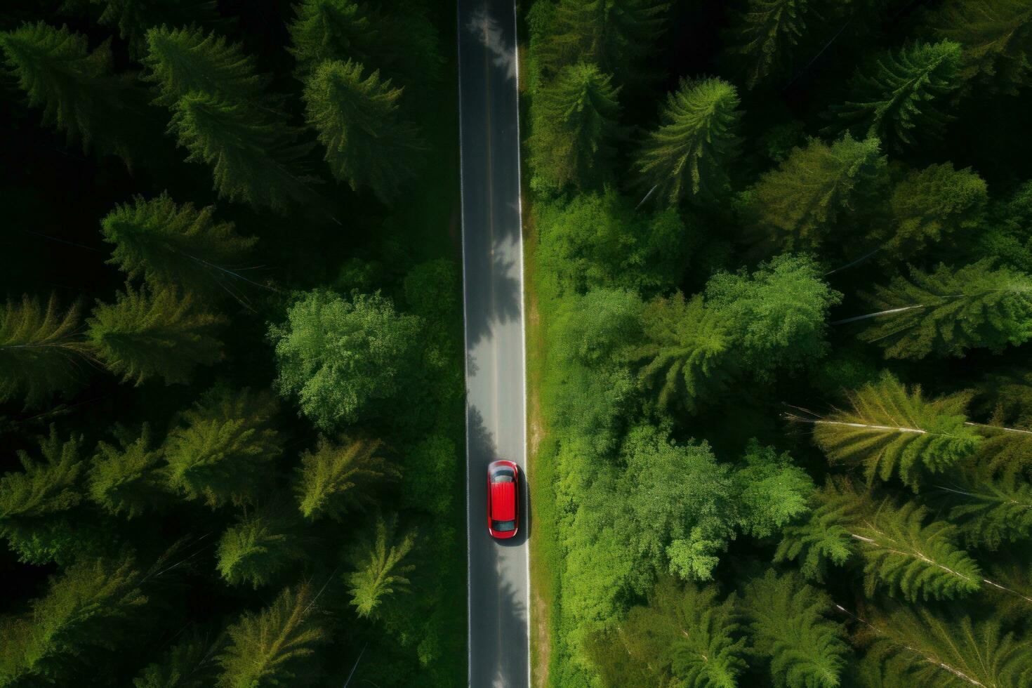 un' auto guida giù un' autostrada attraverso alto alberi foto