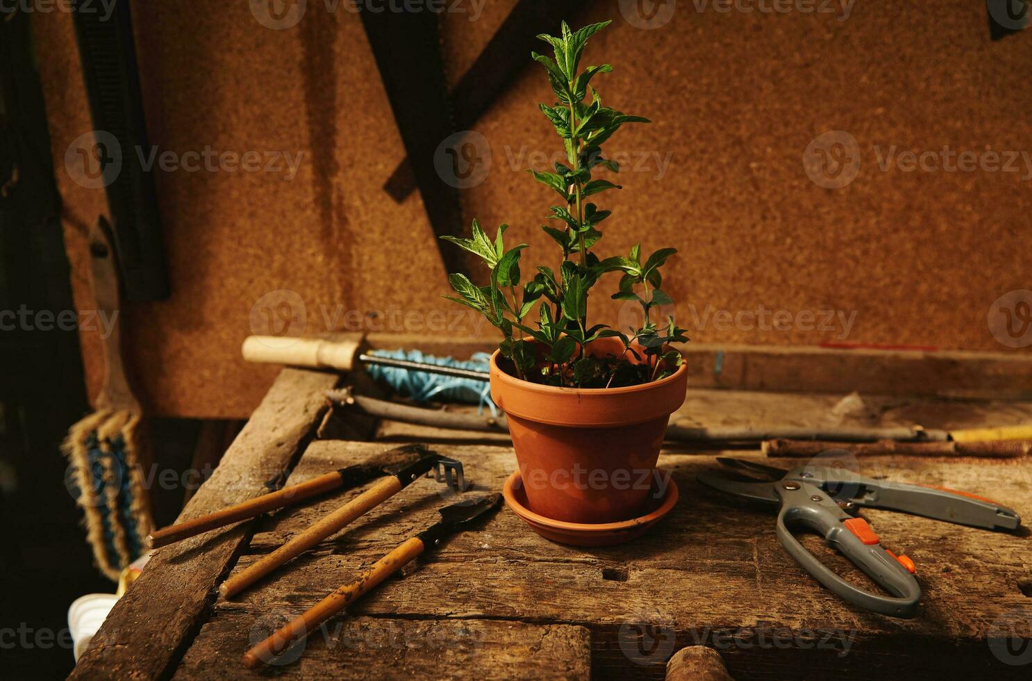 ancora vita di giardinaggio utensili e giardino cesoie dire bugie Il prossimo per un' argilla pentola con piantato menta le foglie su un' di legno tavolo nel un' campagna di legno gazebo foto